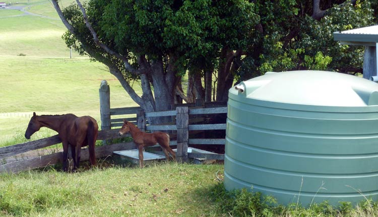 5000 gallon 9000 litre rainwater tank in paddock with horse and foal