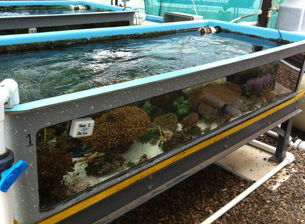 Custom Aquarium Display Tanks 9