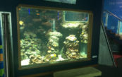 Custom Aquarium Display Tanks 6