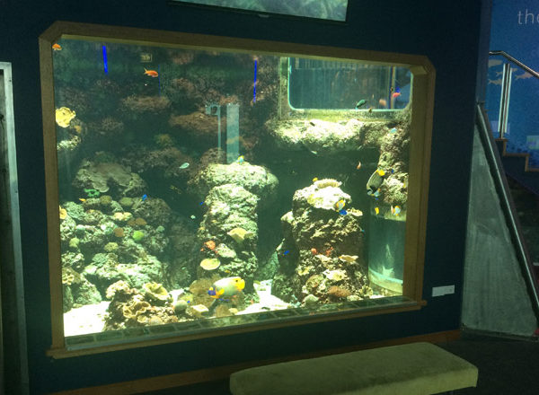 Custom Aquarium Display Tanks 6