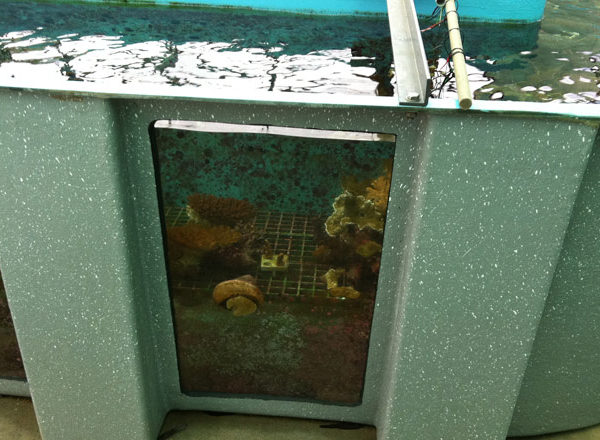 Custom Aquarium Display Tanks 8